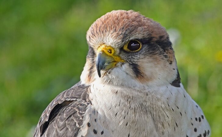 Qual è l’uccello più veloce al mondo?
