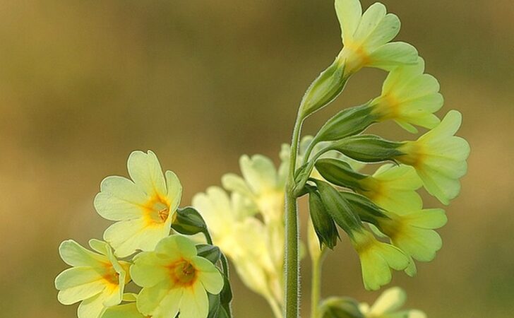 Giardinaggio: la primula