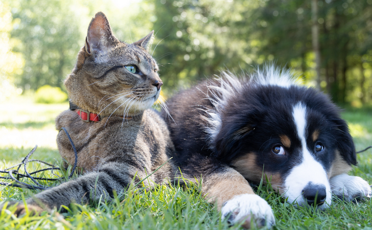 Pets: il cambio stagione primaverile