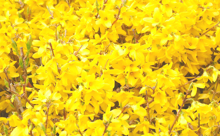Giardinaggio: la forsythia