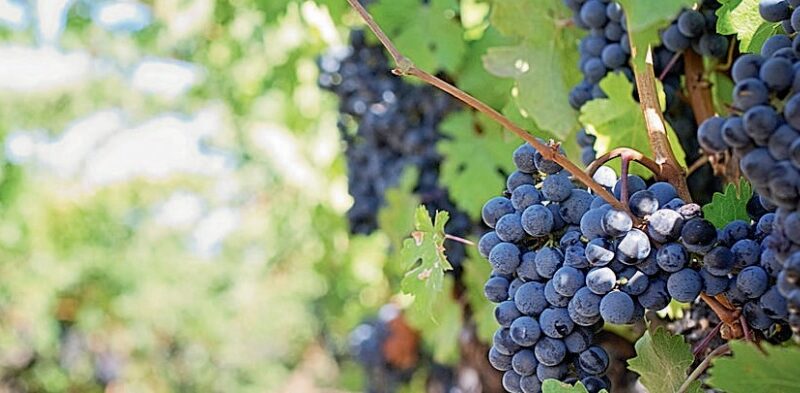 L&rsquo;uva: propriet&agrave; e usi