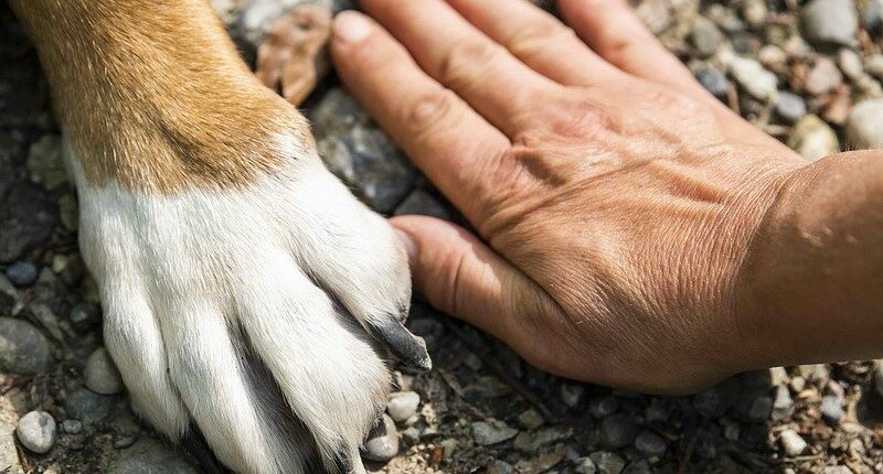 Giornata Internazionale del Cane: Festeggiamo il nostro migliore amico a quattro zampe!