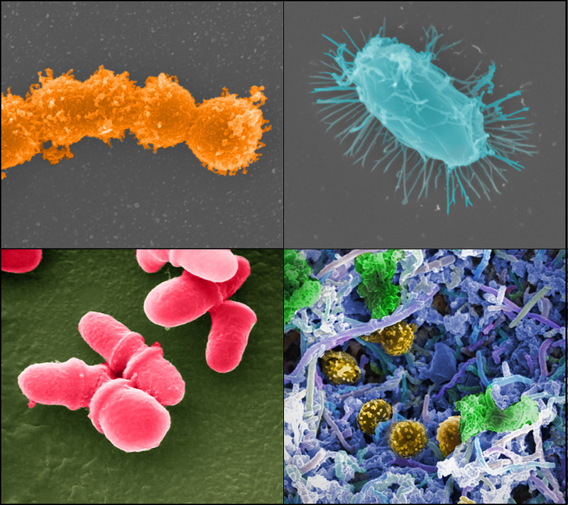 Il microbioma umano: un universo dentro di noi