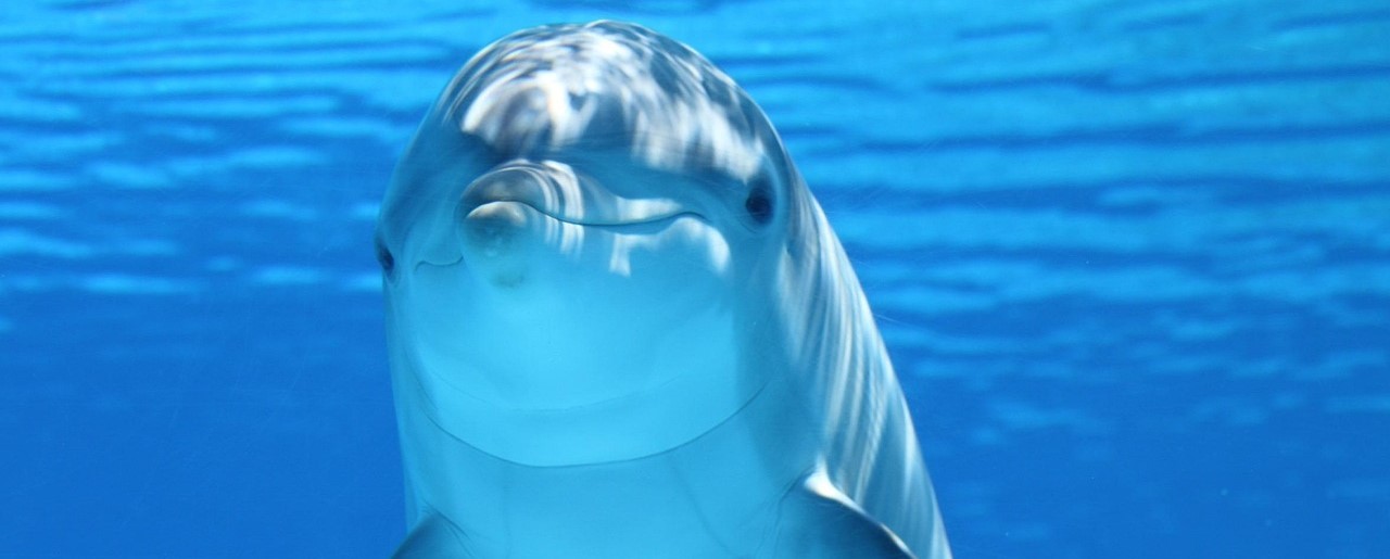 Come dormono i delfini? Il riposo dei signori dei mari