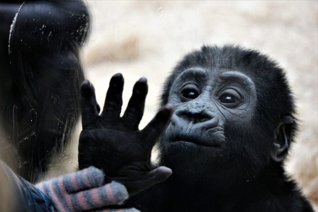 zoo aalborg pace