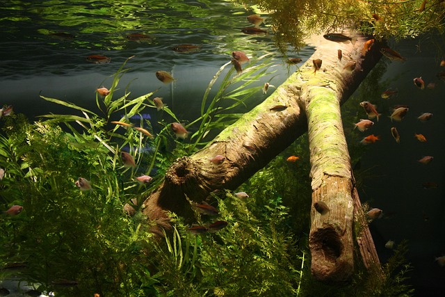 pesci acquario