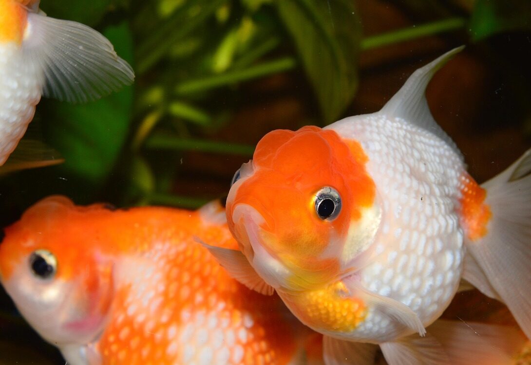L’acquario d’estate: come proteggere i tuoi pesci dal caldo