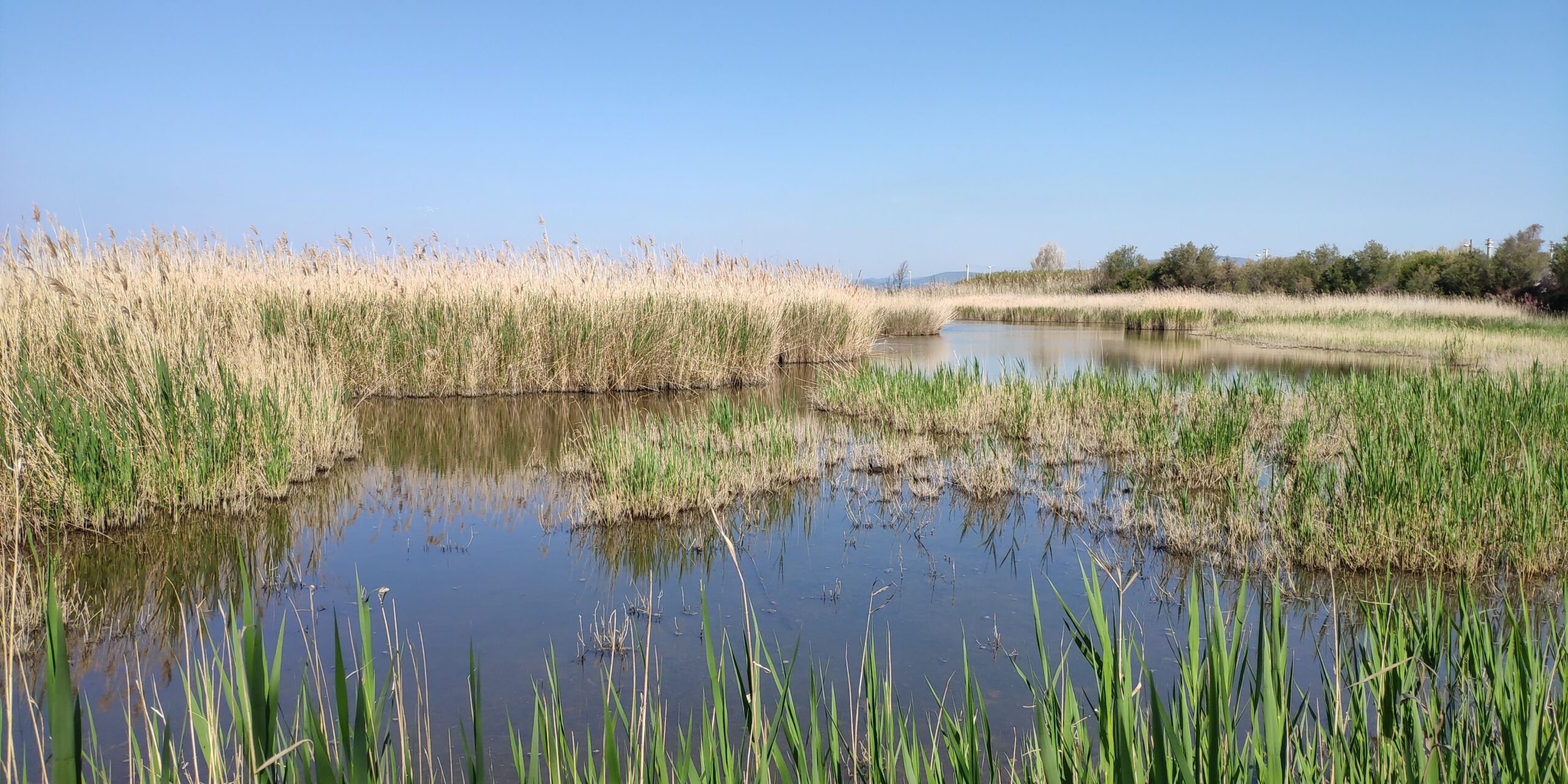 Ladispoli al centro del nuovo progetto metropolitano: focus sulle specie aliene e sulla biodiversità a tutela della Palude di Torre Flavia
