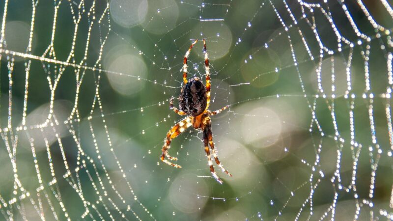 ragno ragnatele spider